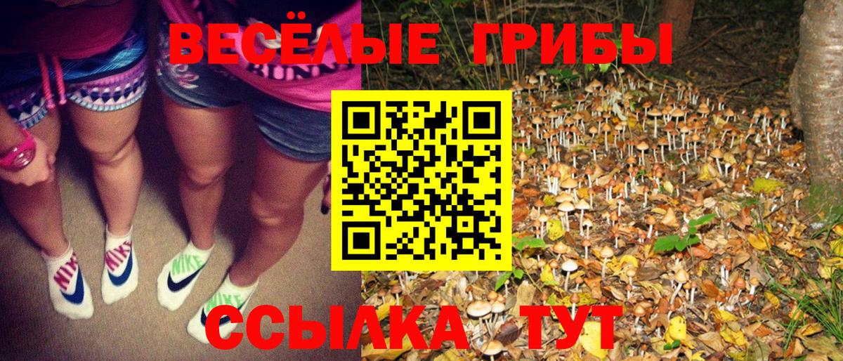 Россошь  Галлюциногенные грибы Psilocybe  Галлюциногенные грибы Psilocybe  Вход с VPN 